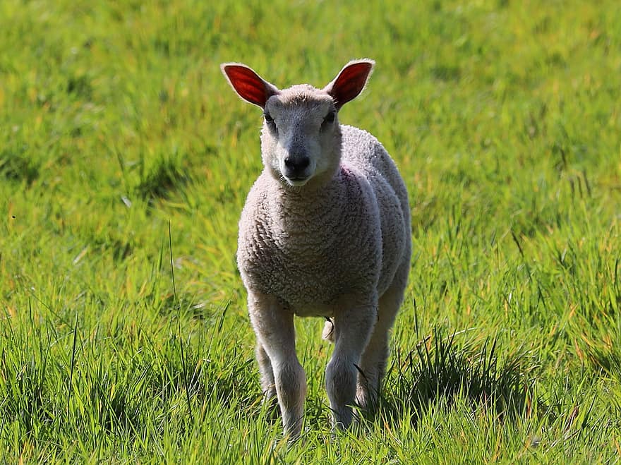 pecora, agnello, ovino, agricoltura, natura, primavera, Pasqua, erba, azienda agricola, scena rurale, prato