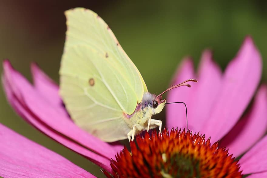 motýl, drexel, květ, hmyz, makro, pyl, Příroda, nektar, zvíře, křídlo, žlutá