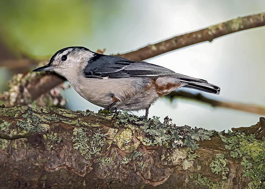 Bird, Ornithology, White-breasted Nuthatch, Woodland, Nature, Forest, Species, Fauna, Avian, beak, animals in the wild