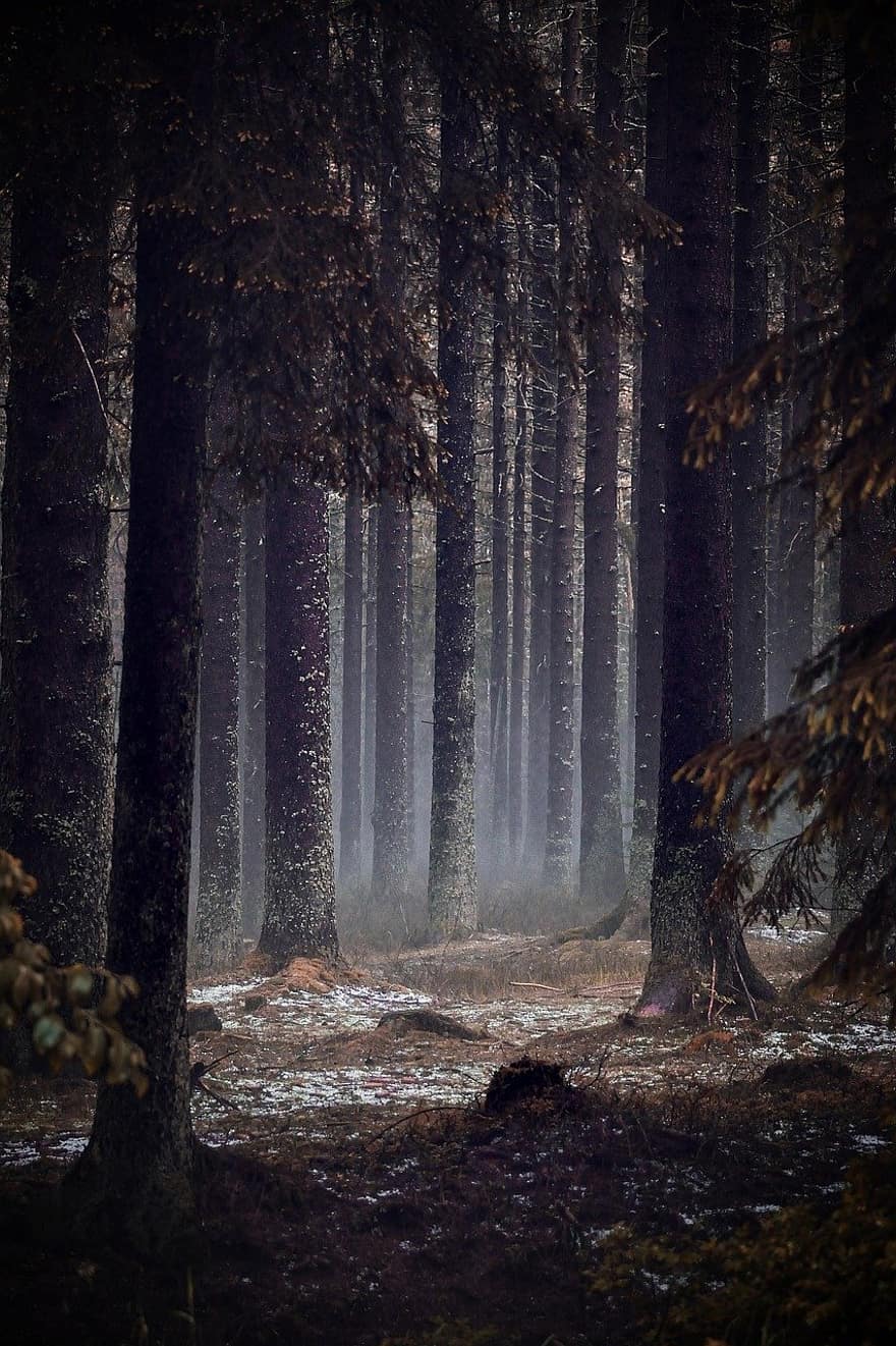 skog, mörk, natur, skymning, dimma, träd, mystisk, tapet