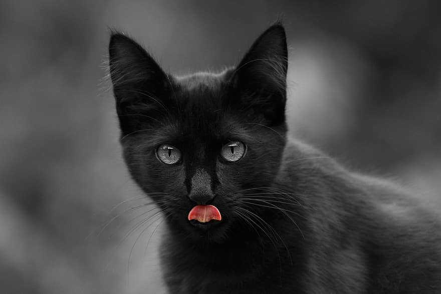 gat, gat negre, gatet, mascota, felí, animal, mascotes, gat domèstic, bonic, mirant, bigotis