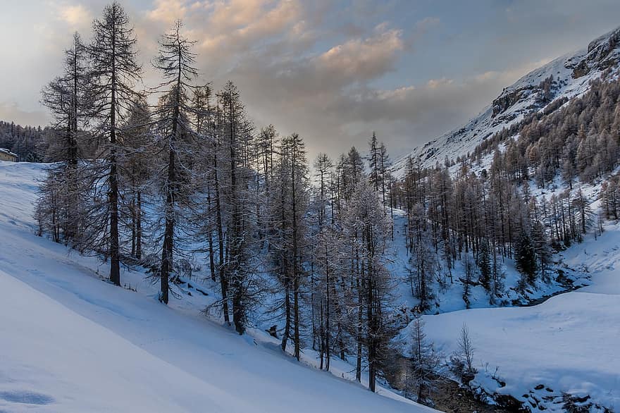 invierno, nieve, montañas, arboles, Alpes, paisaje, naturaleza, alerces, alpino, engadin