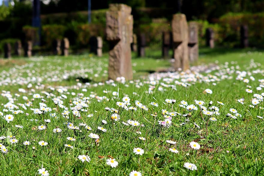 군사 묘지, 데이지, 묘소, 묘지, 꽃들, 잔디, 여름, 꽃, 채색, 목초지, 식물