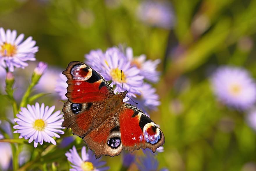 borboleta de pavão, borboleta, flores, ásteres, inseto, polinização, flores roxas, herbstaster, plantas, jardim, natureza