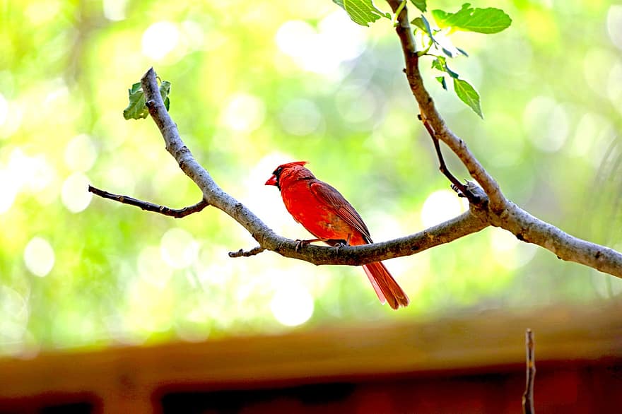 kardinál, pták, posazený, zvíře, peří, zobák, účtovat, pozorování ptáků, ornitologie, živočišného světa, Příroda