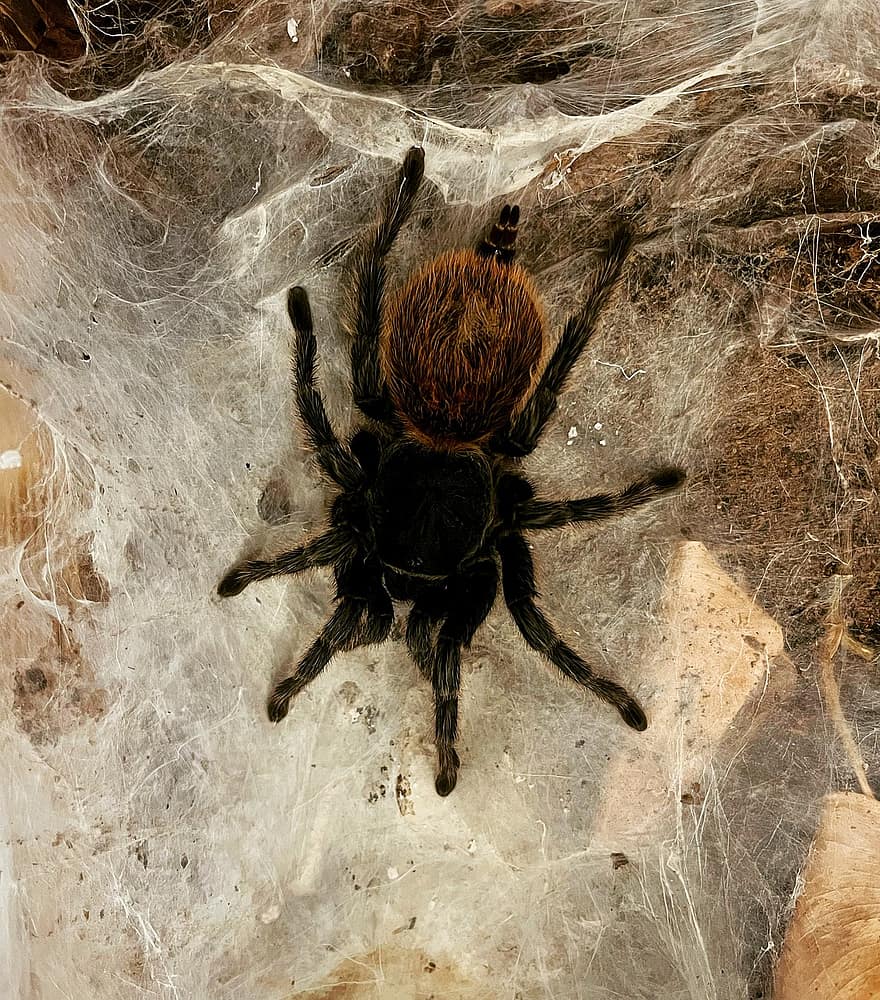 insect, tarantula, entomologie, soorten, spin, spinachtige, arachnophobia, spookachtig, spinnenweb, detailopname, giftig