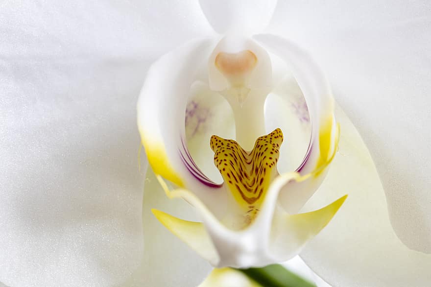 orchidee, bloem, witte bloem, detailopname, natuur, bloesem, fabriek, bloemblad, bloemhoofd, blad, plantkunde