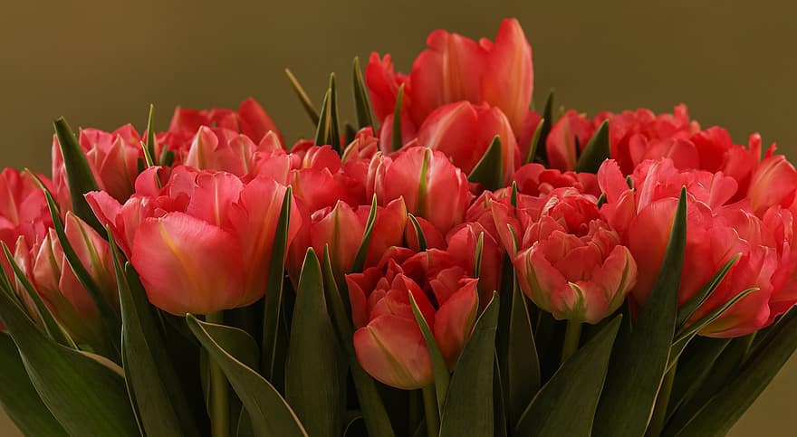 tulipán, virágok, csokor, piros tulipán, kert, tavaszi virágok, virágzás, virágzik, virág, növény, virágfej