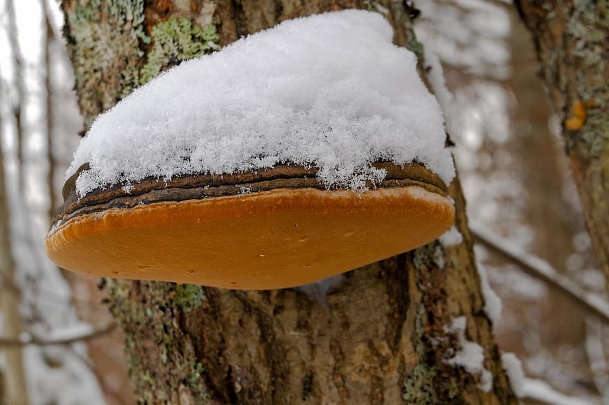 Mushroom, Tinder Fungus, Snow, Autumn, Tree, Nature, forest, season, winter, close-up, branch
