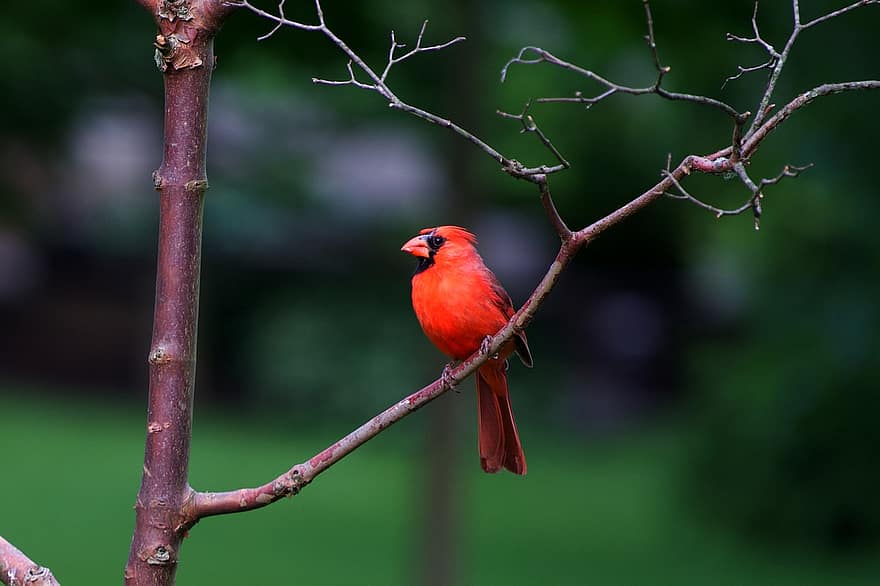 pájaro, cardenal, verde, rama, árbol, sentado, pico, pluma, animales en la naturaleza, de cerca, multi color