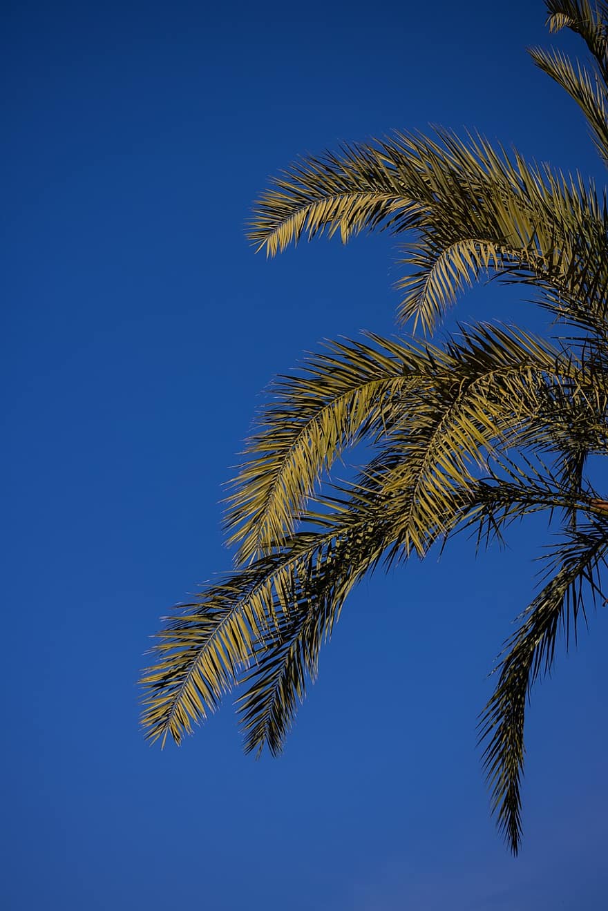 Palmu, trooppinen puu, kookospuu, puu