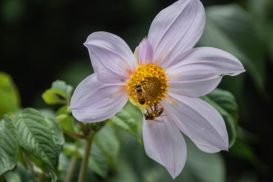 včely medonosné, bílá květina, opylování, včely, hmyz, opylit, Příroda