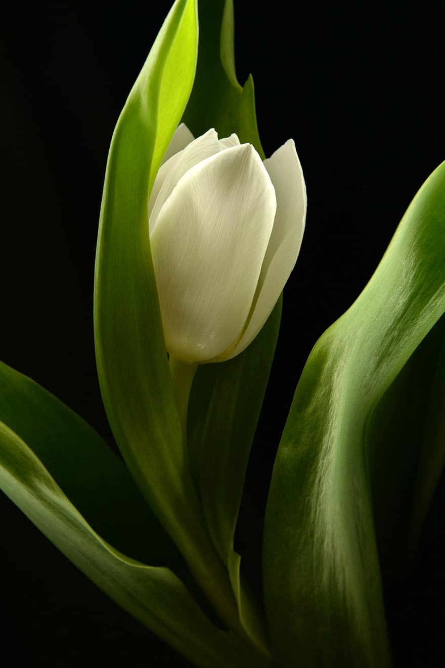 tulipán, květ, rostlina, jaro, bílý Tulipán, bílá květina, listy, krása, temný