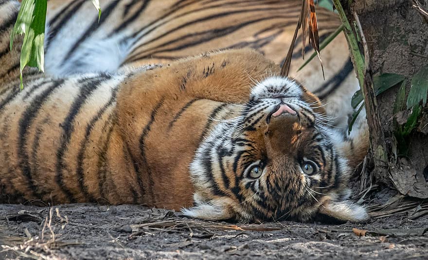 τίγρη, αιλουροειδής, νεογνό ζώου, νέος, μωρό, παιχνιδιάρικος, Malayan Tiger Cub, θηλαστικό ζώο, ζώο, άγρια ​​ζωή, φύση