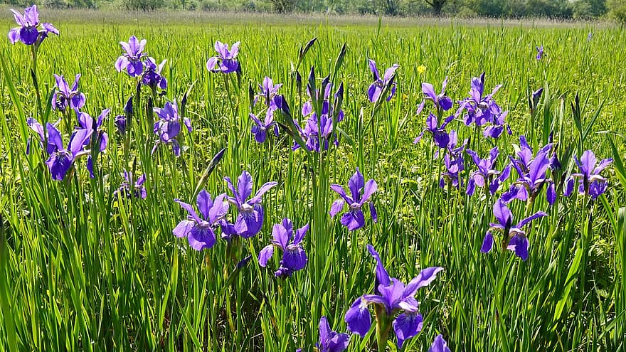 iris, floare luncă, flori