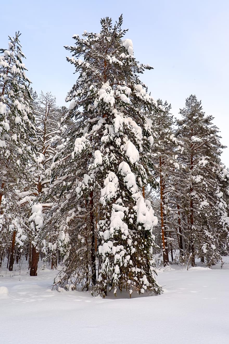 Wald, Winter, Schnee, Bäume, Landschaft, Natur, kalt, schneebedeckt, Baum, Jahreszeit, Frost