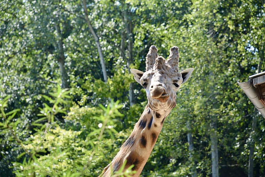 жирафа, животное, млекопитающее, природа, живая природа, голова, зоопарк, сафари, длинношеее, Африка