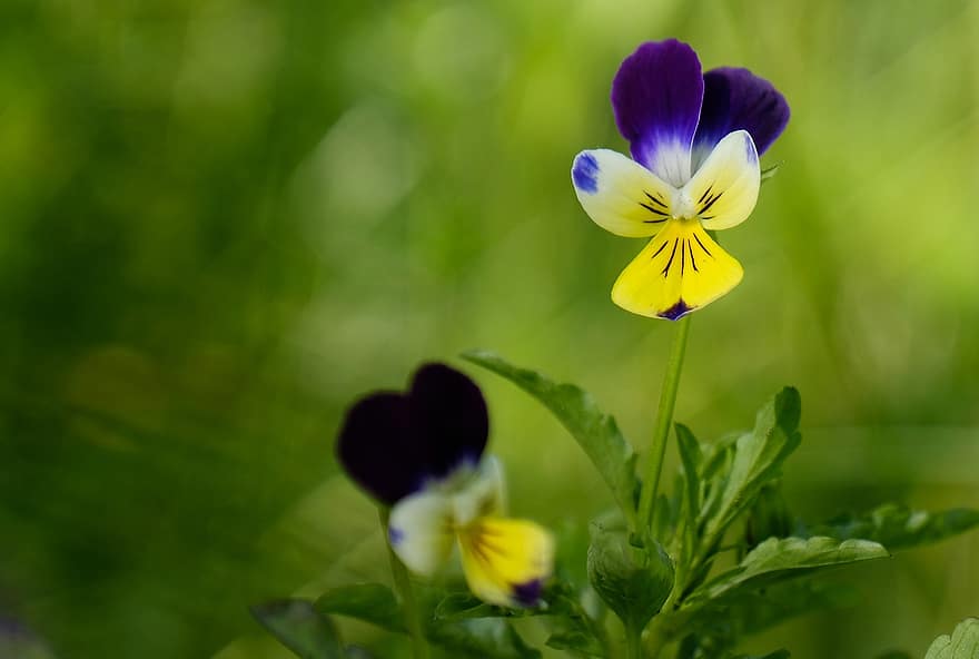 Flower, Pansy, Blossom, Bloom, Flora, Nature, Garden, Plant, Botany, close-up, green color