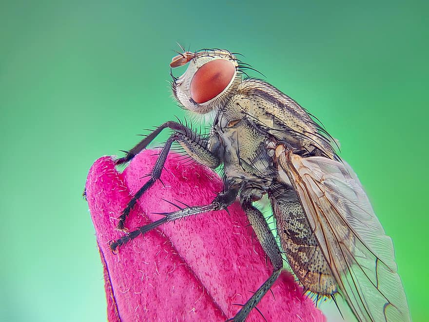 volar, insecte, animal, Mosca grisa, macro, primer pla, mosca domèstica, color verd, petit, plaga, ull d’animals