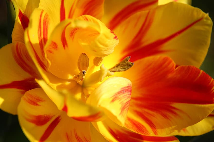 tulipán, květ, flóra, zahrada, jaro, Příroda, zblízka, detail, okvětní lístek, rostlina, květu hlavy
