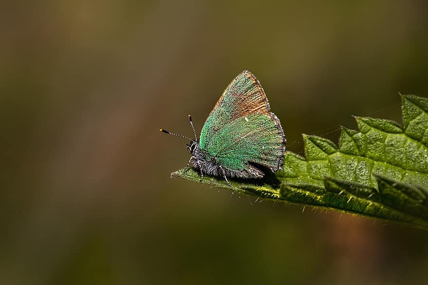 бабочка, насекомое, крылья, усики, зеленая прическа, Callophrys Rubi, весна, лес, элемент, Эстония, руби