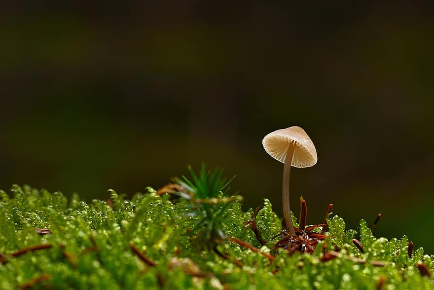 houba, mech, mykologie, muchomůrka, růst, detail, rostlina, zelená barva, makro, les, sezóna
