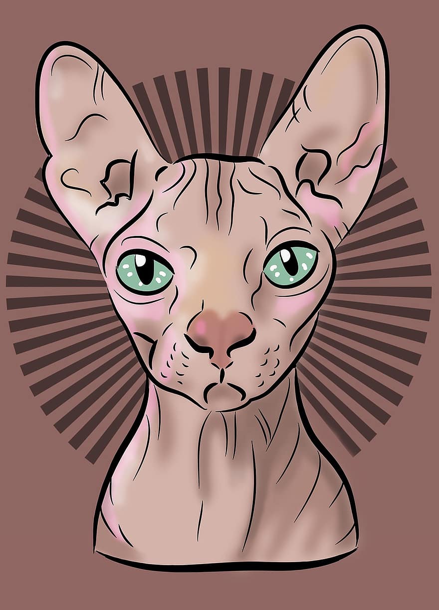 sphynx cat, Pisica din desene animate, Pisica Sphynx din desene animate, pisică, animale de companie, desen animat, drăguţ, vector, ilustrare, pisica domestica, pisoi