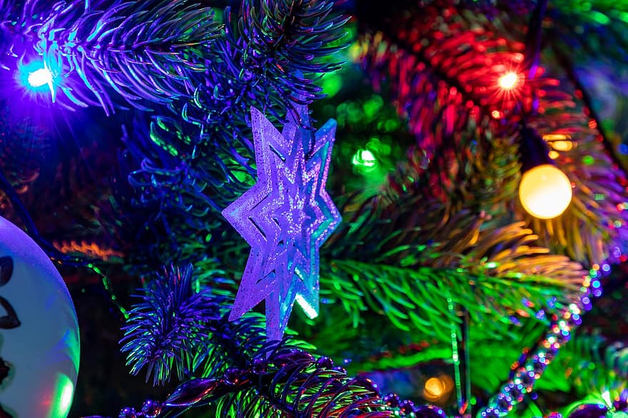 stea, Brad de Crăciun, decor, ornament, vacanţă, sezon, iarnă