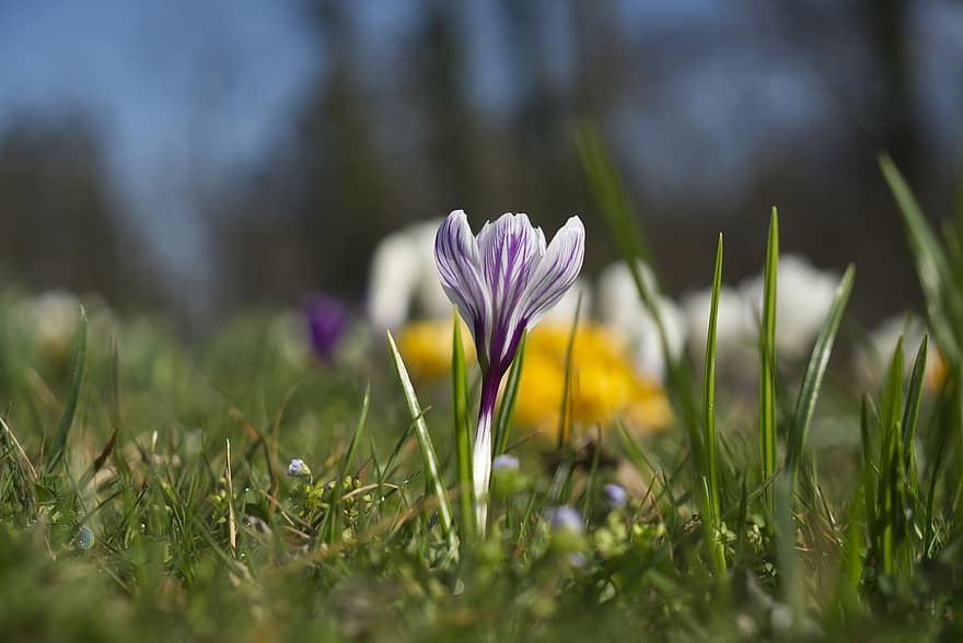 クロッカス、花、咲く、フローラ、春の牧草地、早咲き、自然、工場