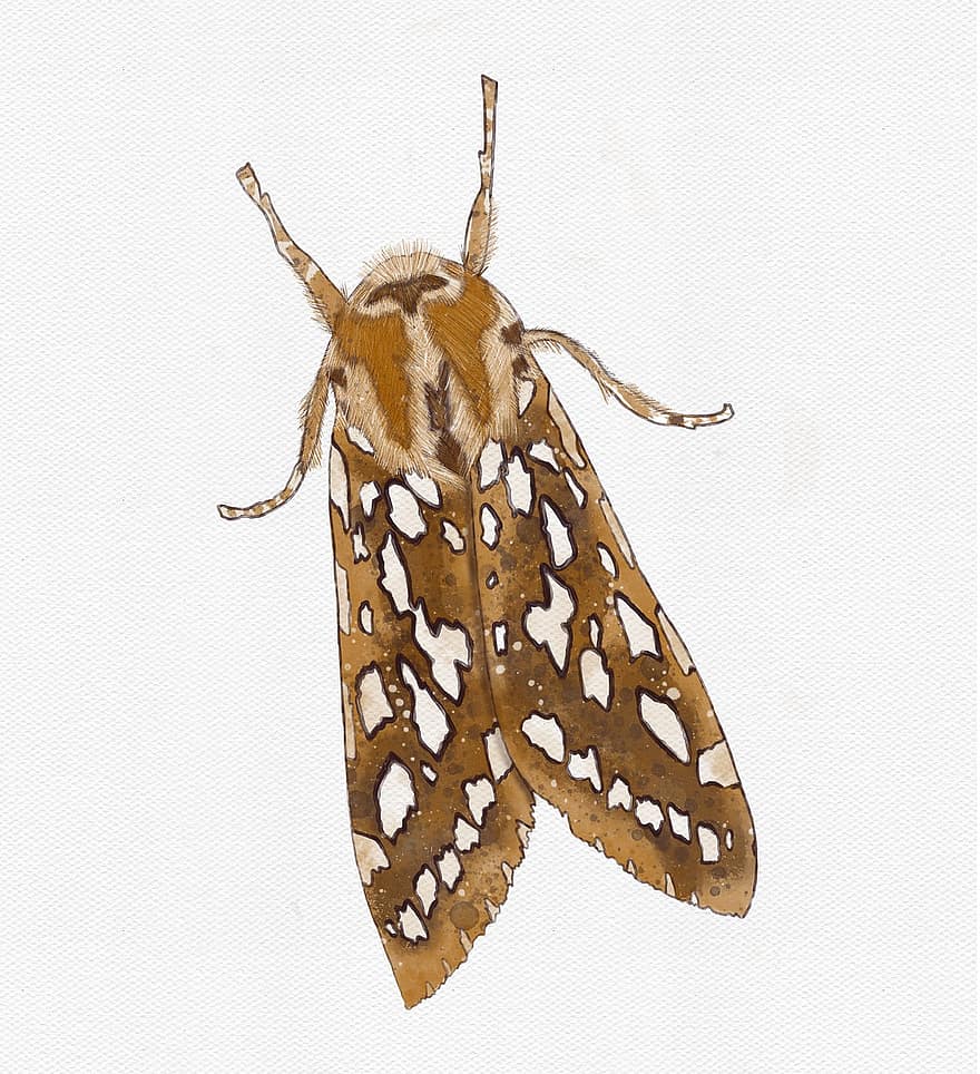 Ασημένιο στίγμα Tiger Moth, σκώρος, ακουαρέλα, έντομο, παρασκήνια