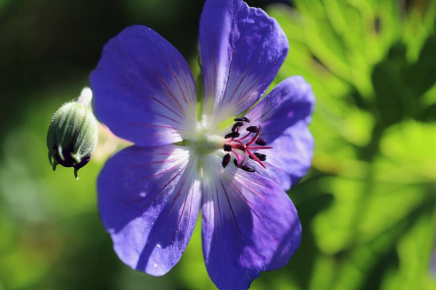 géranium des prés, Le projet de loi de la grue des prés, fleur bleue, géranium pratense, fleur, Floraison, flore, la nature