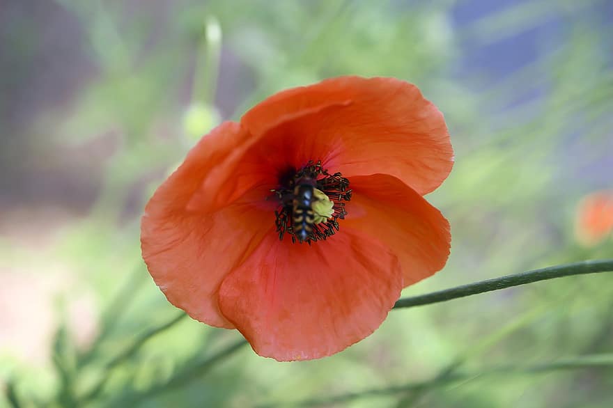 Flower, Flowers, Spring, Macro, Nature, Beauty, Colorful, Beautiful, Red, Poppy, Grasshopper