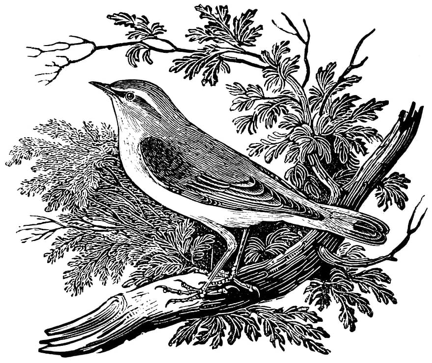 Деревянная певчая птица, птица, певчая птица, взгромоздился, сидящая птица, ветка, перья, оперение, пр, птичий, орнитология