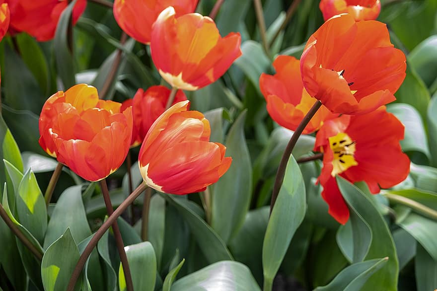 tulipany, kwiaty, rośliny, pomarańczowe tulipany, płatki, odchodzi, kwiat, kwitnąć, pole tulipanów, tulipanowa łąka, flora
