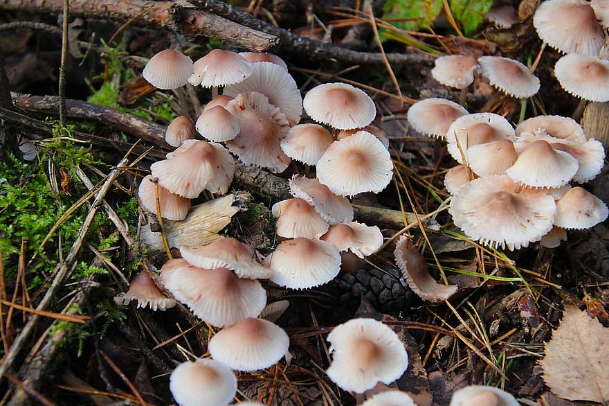 houby, bílá houba, podzim, jedovatý, les, detail, sezóna, houba, rostlina, neobdělávaný, růst