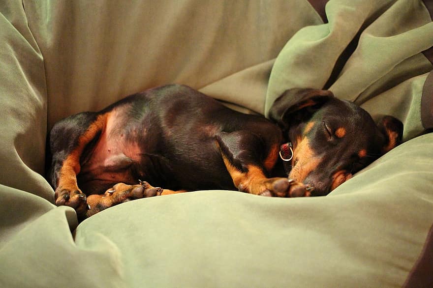 dachshund, κουτάβι, σκύλος, κοιμάμαι, σκυλί λουκάνικου, κατοικίδιο ζώο, ζώο, κυνικός, χαριτωμένος, κρεβάτι, τα κατοικίδια ζώα