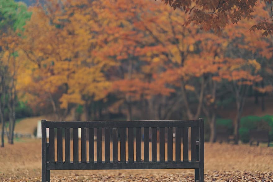 lavice, podzim, Příroda, park, les, listy, odpočinek, strom, dřevěné lavice