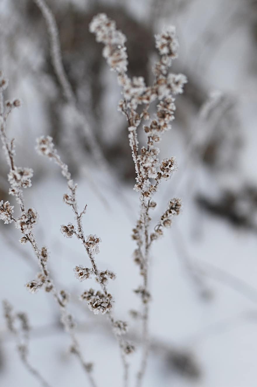 зима, скреж, растение, сняг, лед, цветя