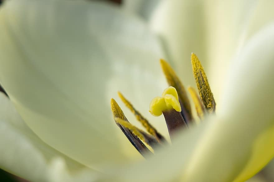 Tulpe, Blume, Nahansicht, blühen, Pollen, Blütenblätter, Pflanze, Frühlingsblume, Natur, Flora