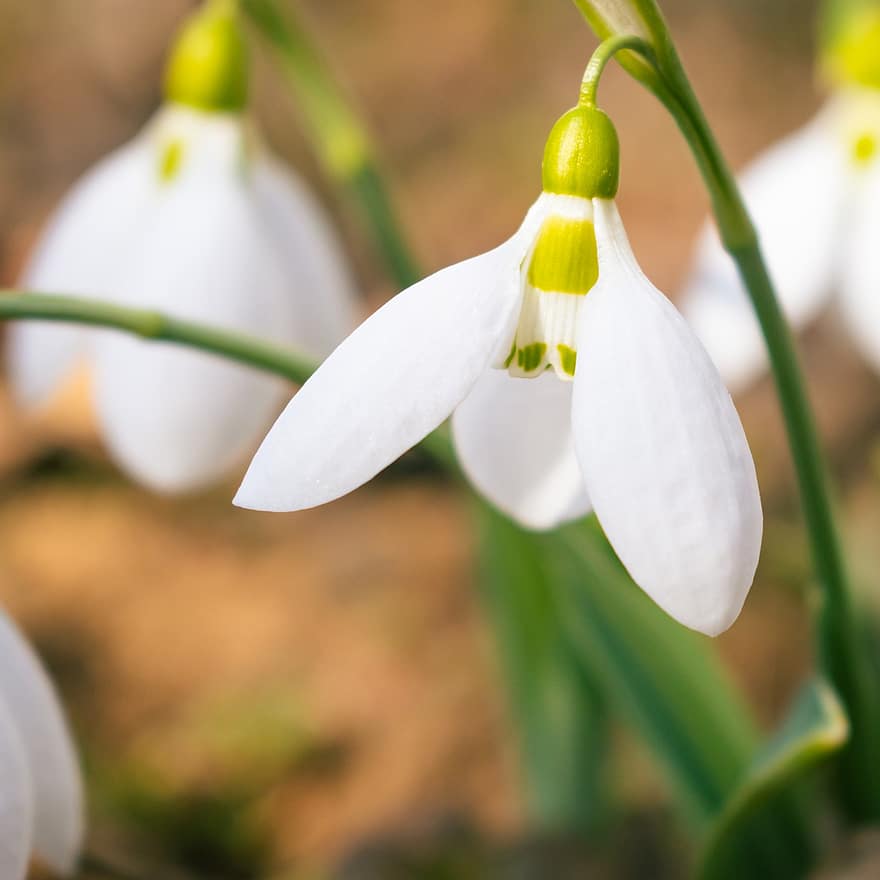 Snowdrops, White Flowers, Wildflowers, Meadow, Garden, Nature, Spring, Close Up