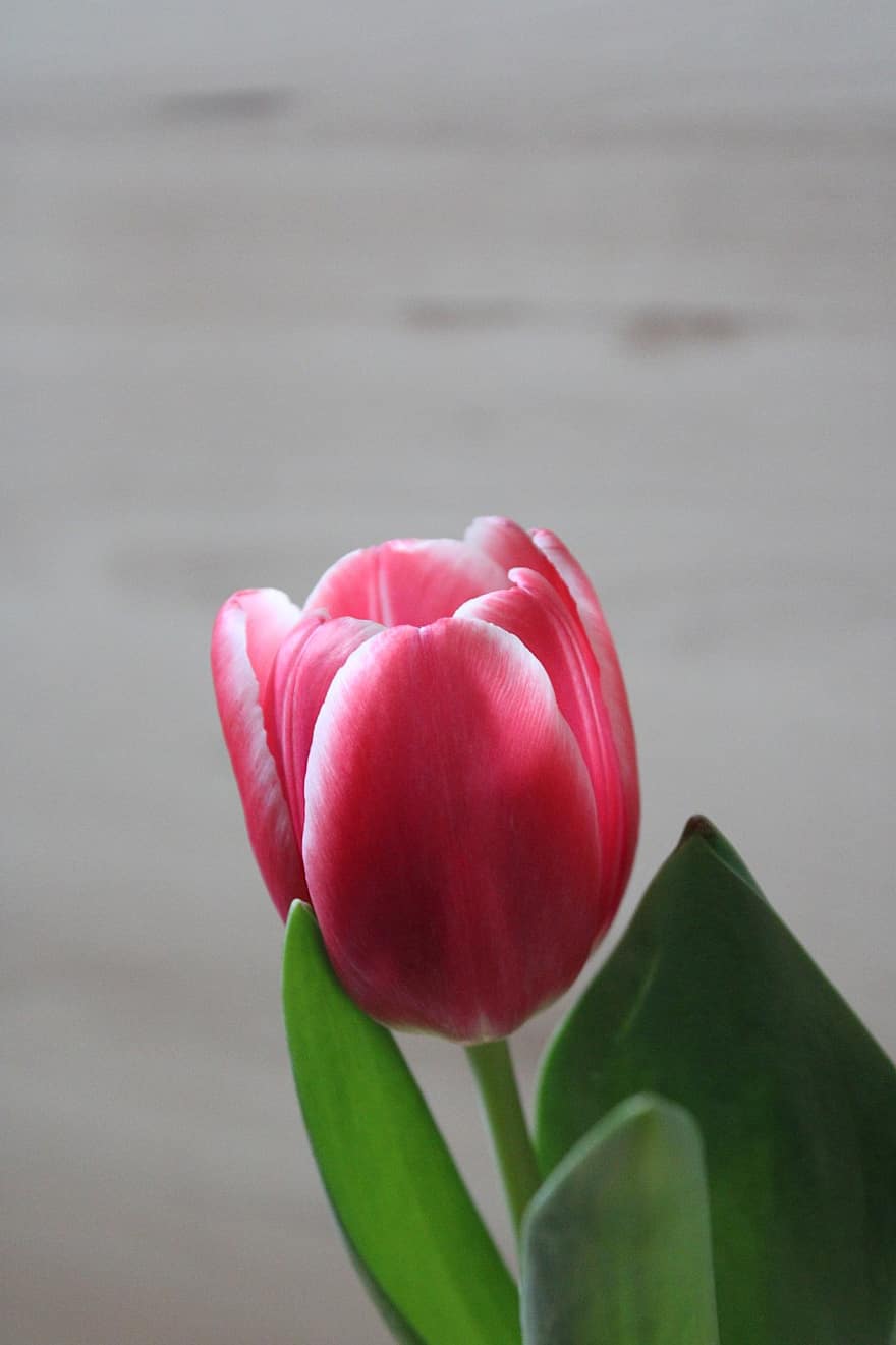 tulipan, blomst, plante, lyserød blomst, kronblade, flor, blomsterhoved, kronblad, tæt på, blad, friskhed