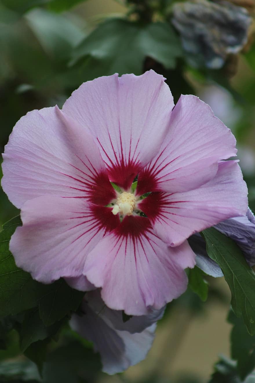 hibiscus, flor, jardí, hibiscos de color rosa, flor rosa, pètals, pètals de color rosa, florir, flora, planta, naturalesa