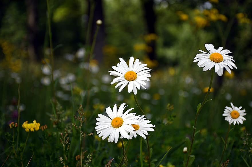 ดอกไม้, บึง, ดอกเดซี่, ดอกสีขาว, ดอกไม้ป่า, ธรรมชาติ, ป่า, ภูมิประเทศ, ฤดูร้อน, ดอกเดซี, ทุ่งหญ้า