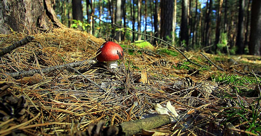 champignon, forêt, la nature