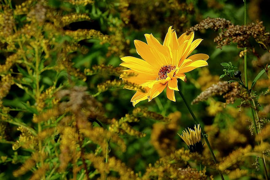 floarea-soarelui, floare, plantă, floare galbenă, petale, muguri, a inflori, buruieni, luncă, natură, vară