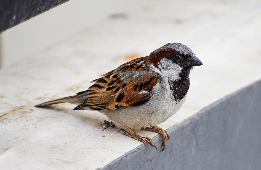 Male, House Sparrow, Sparrow, Bird, Avian, Finch, Animal, Sperling, Fauna, Nature, Perched
