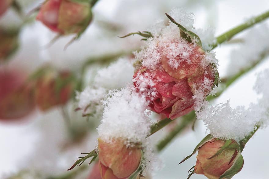 λουλούδι, τριαντάφυλλο, ανθίζω, άνθος, χιόνι, χειμώνας, εποχή, γκρο πλαν, φύλλο, φυτό, φρεσκάδα