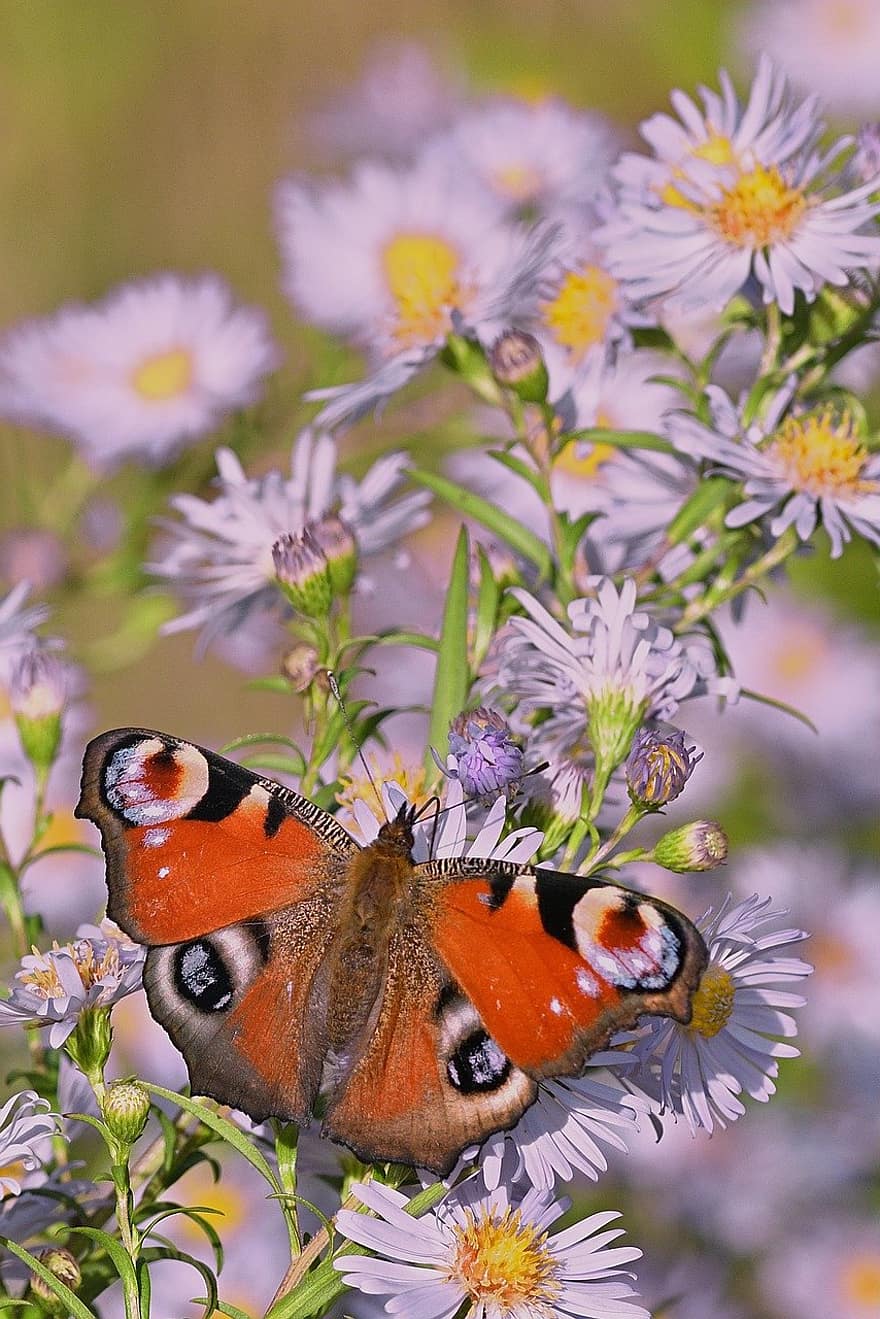 kelebek, tavus kuşu kelebek, Herbstaster
