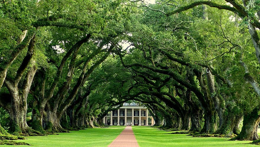 дуб, дорожка, парк, деревья, плантация, исторический, Луизиана, Америка