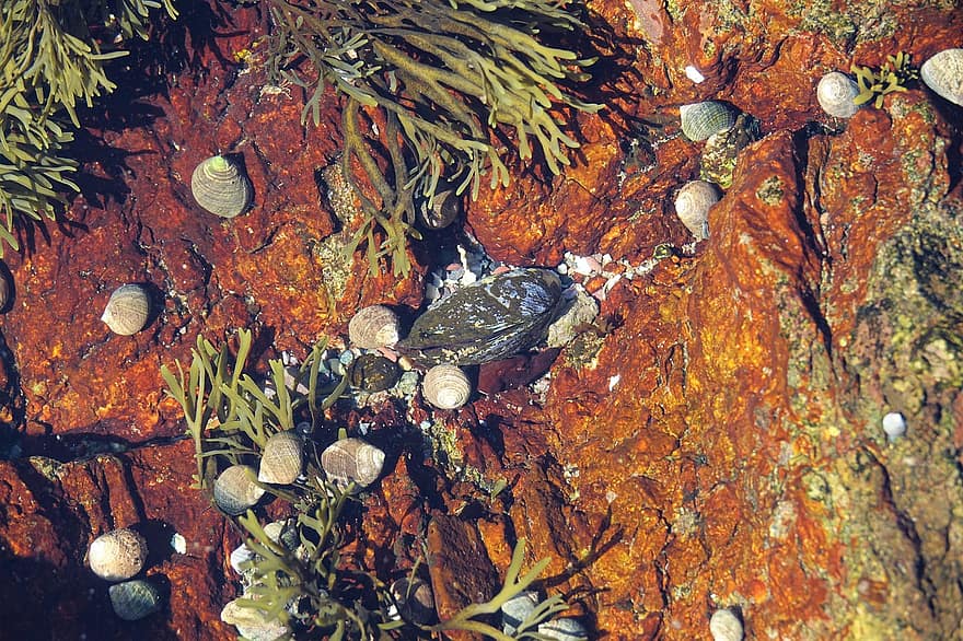 водоросли, подводный, морская жизнь